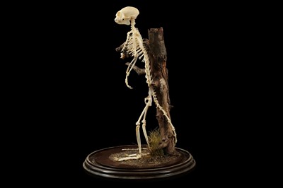 Lot 20 - A SMALL MONKEY SKELETON UNDER A GLASS DOME
