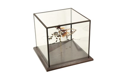 Lot 34 - A BEAUCHENE BEETLE IN CUBIC DISPLAY CASE