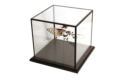 Lot 34 - A BEAUCHENE BEETLE IN CUBIC DISPLAY CASE