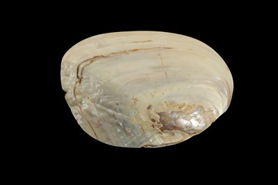 Lot 55 - A COLLECTION OF THREE LARGE  SEA SHELLS TOGETHER WITH A SMALLER  OYSTER SHELL