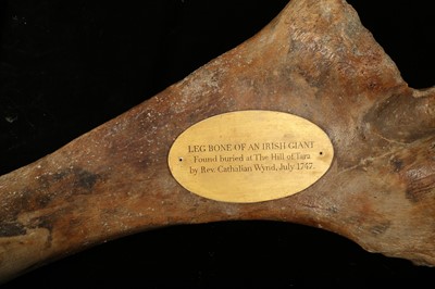 Lot 7 - THE LEG BONE OF AN 'IRISH GIANT'
