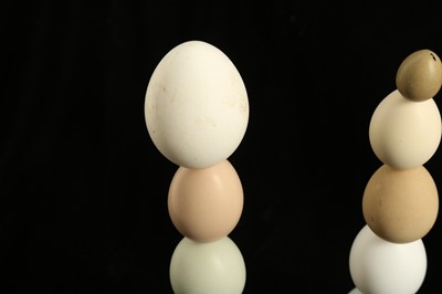 Lot 17 - THREE EGG SCULPTURES FROM VIKTOR WYND'S DOMESTIC POULTRY
