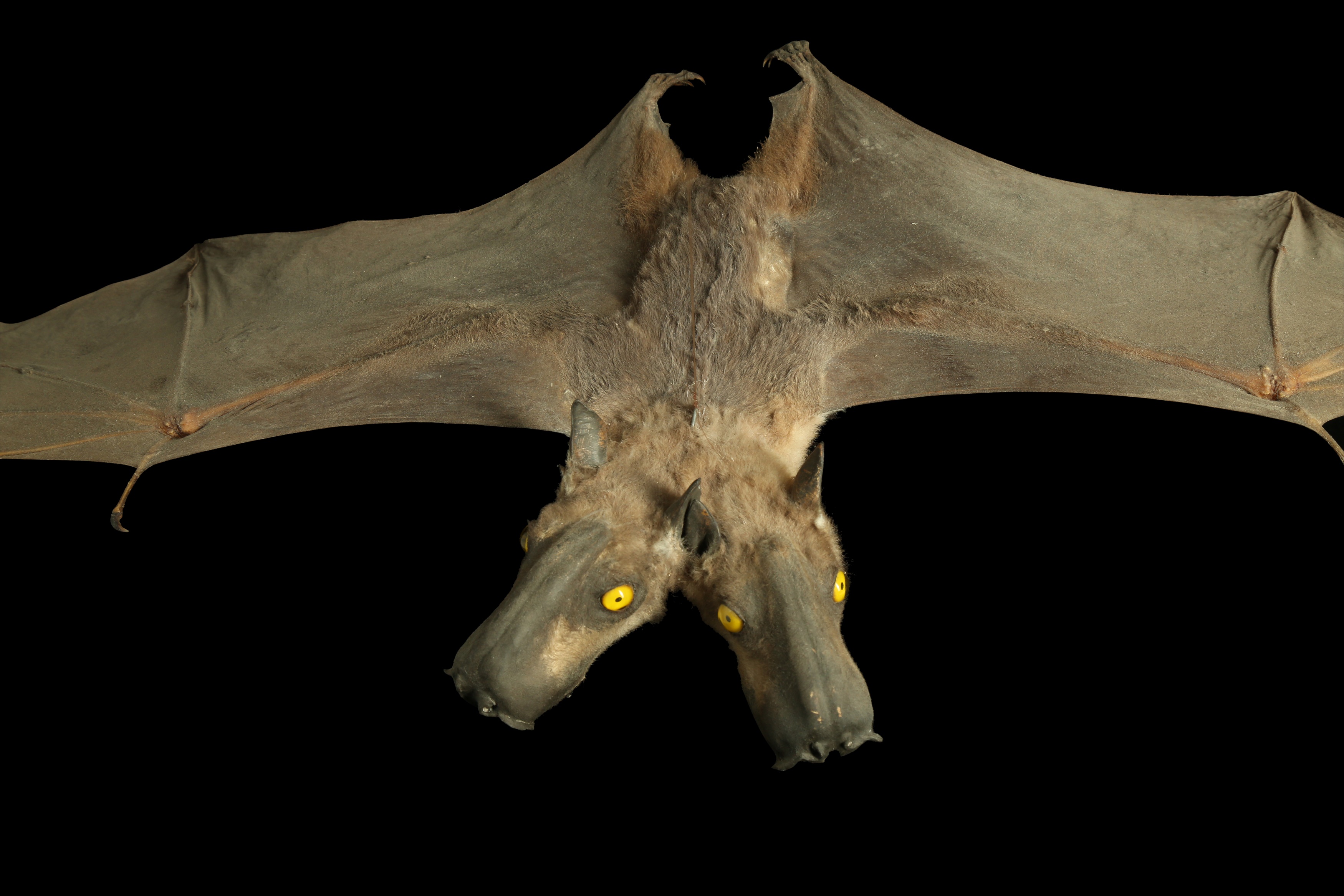 Lot 28 - A TAXIDERMY BAT WITH TWO HEADS