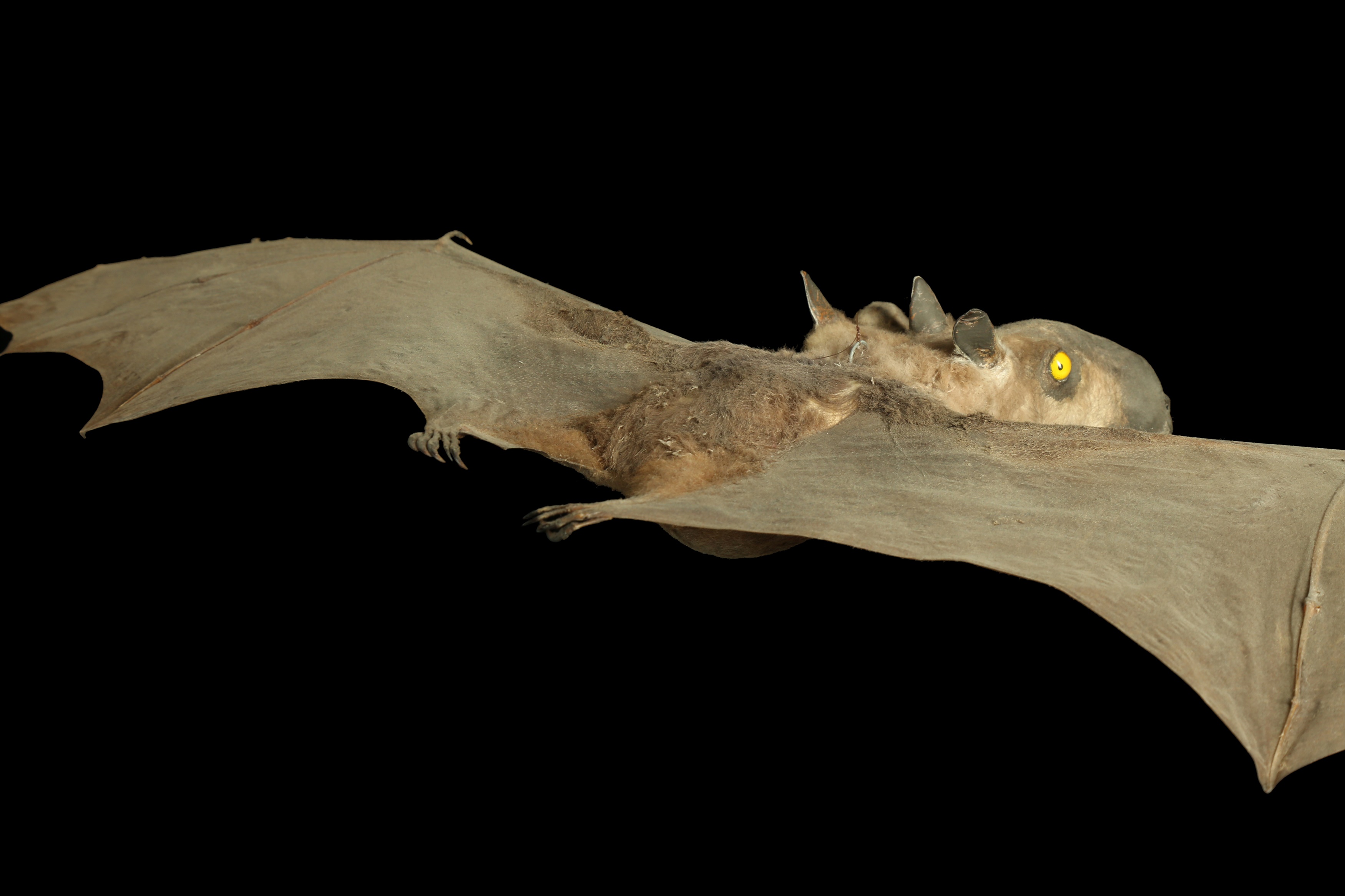 Lot 28 A TAXIDERMY BAT WITH TWO HEADS