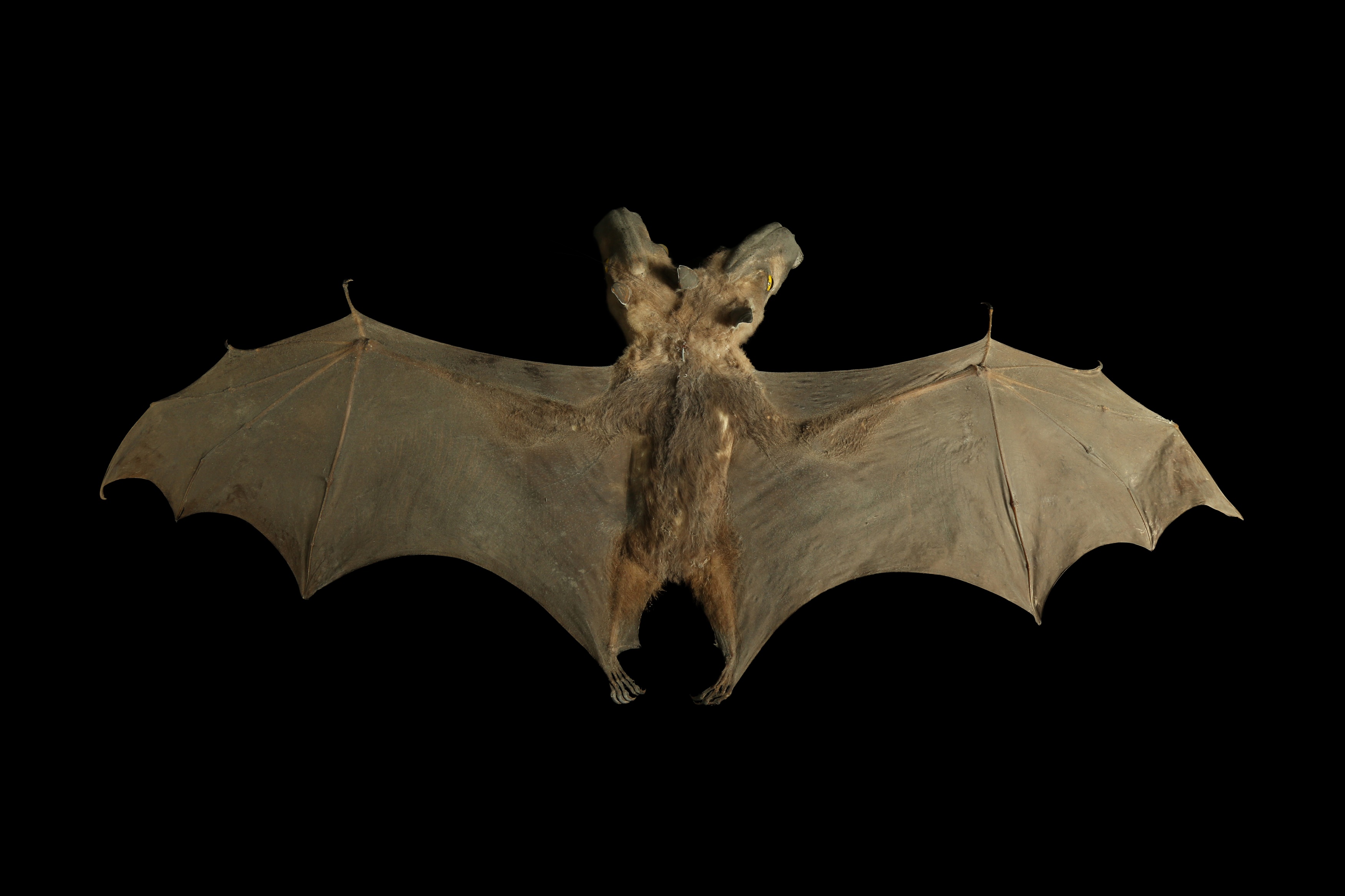 Lot 28 A TAXIDERMY BAT WITH TWO HEADS
