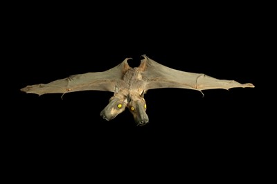 Lot 28 - A TAXIDERMY BAT WITH TWO HEADS