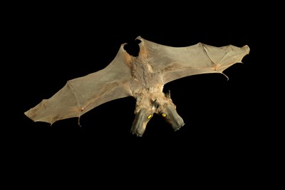 Lot 28 - A TAXIDERMY BAT WITH TWO HEADS