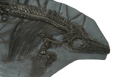 Lot 39 - A PAINTED CAST OF AN AQUATIC DINOSAUR FOSSIL
