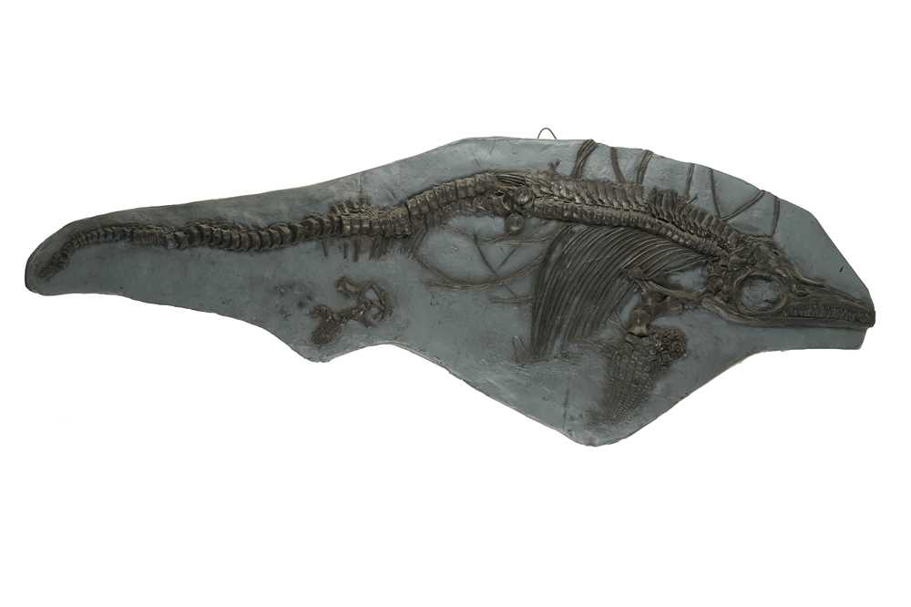 Lot 39 - A PAINTED CAST OF AN AQUATIC DINOSAUR FOSSIL
