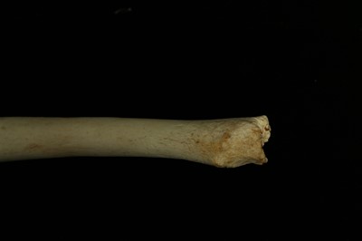 Lot 130 - A WALRUS BACULUM (PENIS BONE)  POSSIBLY AN INUIT OOSIK
