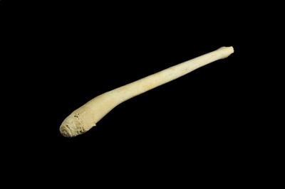 Lot 130 - A WALRUS BACULUM (PENIS BONE)  POSSIBLY AN INUIT OOSIK