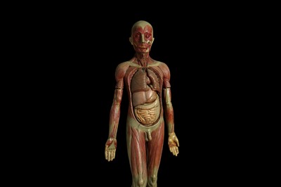 Lot 116 - AN EARLY 20TH CENTURY ANATOMICAL MODEL OF A MALE FULL STANDING FIGURE
