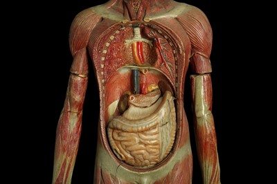 Lot 116 - AN EARLY 20TH CENTURY ANATOMICAL MODEL OF A MALE FULL STANDING FIGURE