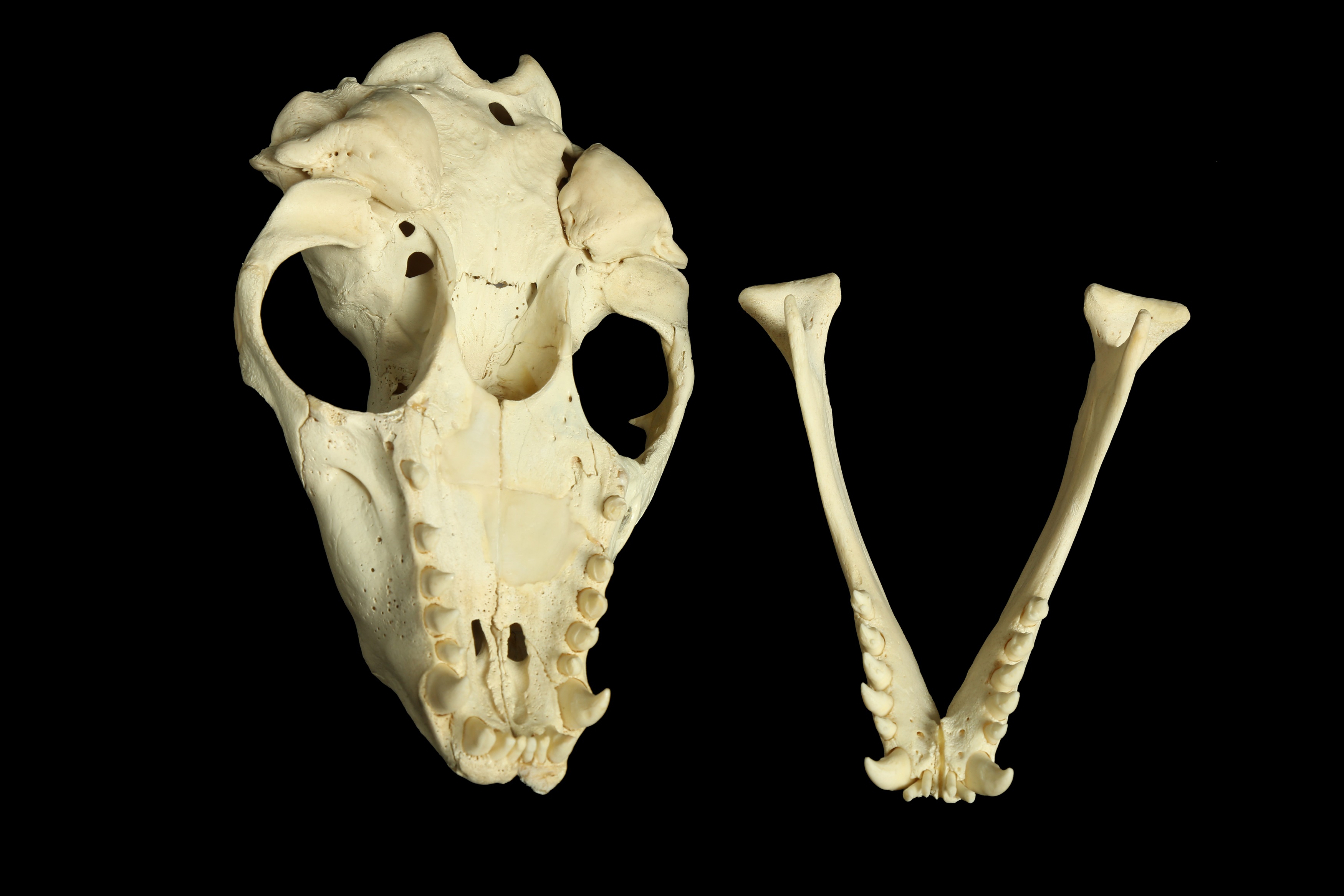 Lot 24 A GREY SEAL SKULL (HALICHOERUS GRYPUS)