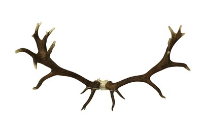 Lot 219 - A LARGE SET OF 22 POINT  ENGLISH  STAG ANTLERS AND SKULL SCALP