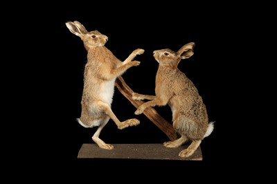 Lot 182 - TAXIDERMY: FIGHTING HARES (LEPUS)