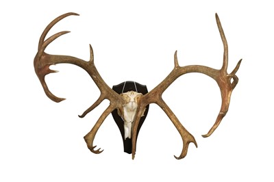 Lot 214 - AN EXCEPTIONAL LARGE SET OF 22 POINT CARIBOU ANTLERS