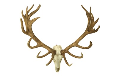 Lot 218 - A LARGE 22 POINT ENGLISH STAG ANTLERS AND SKULL