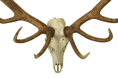 Lot 218 - A LARGE 22 POINT ENGLISH STAG ANTLERS AND SKULL