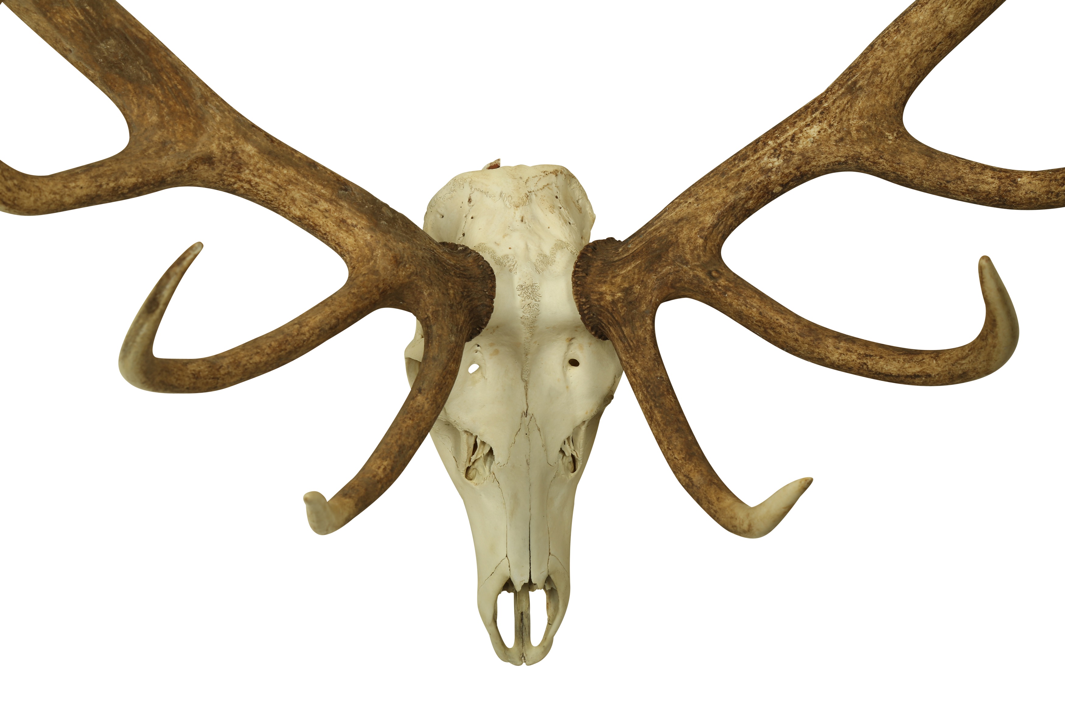 Lot 218 - A LARGE 22 POINT ENGLISH STAG ANTLERS AND