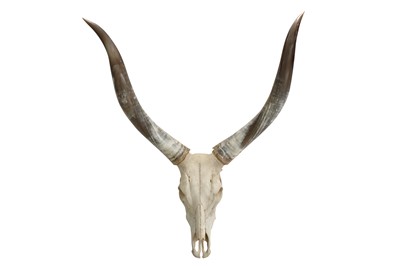 Lot 201 - AFRICAN ANKOLE-WATUSI BULL SKULL AND HORNS