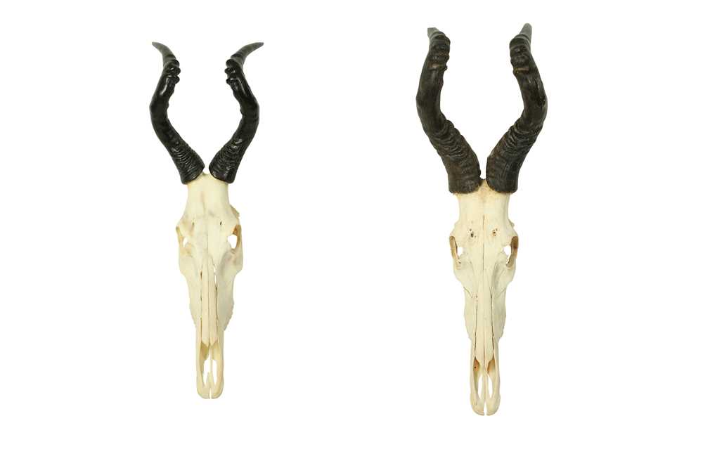 Lot 200 - TWO RED HARTEBEEST SKULLS AND HORNS
