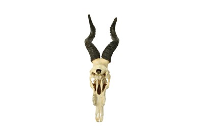 Lot 200 - TWO RED HARTEBEEST SKULLS AND HORNS