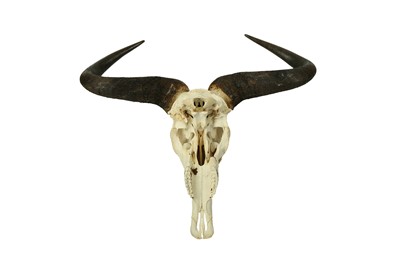 Lot 204 - TWO WILDBEEST SKULS AND HORNS