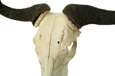 Lot 204 - TWO WILDBEEST SKULS AND HORNS