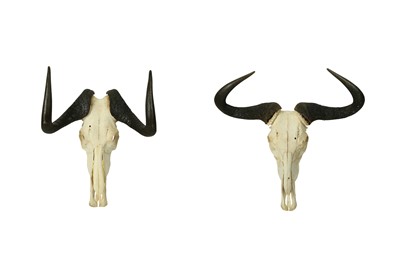 Lot 204 - TWO WILDBEEST SKULS AND HORNS