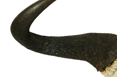 Lot 204 - TWO WILDBEEST SKULS AND HORNS