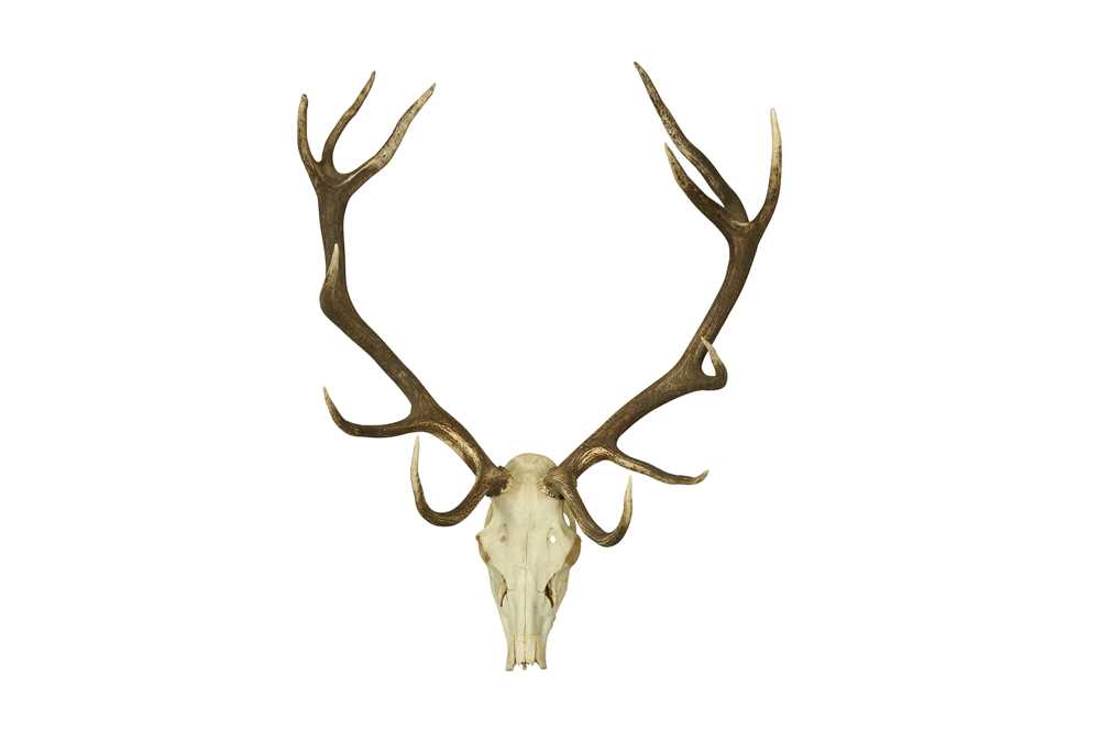 Lot 216 - A LARGE SET OF ROYAL ENGLISH STAG ANTLERS AND SKULL