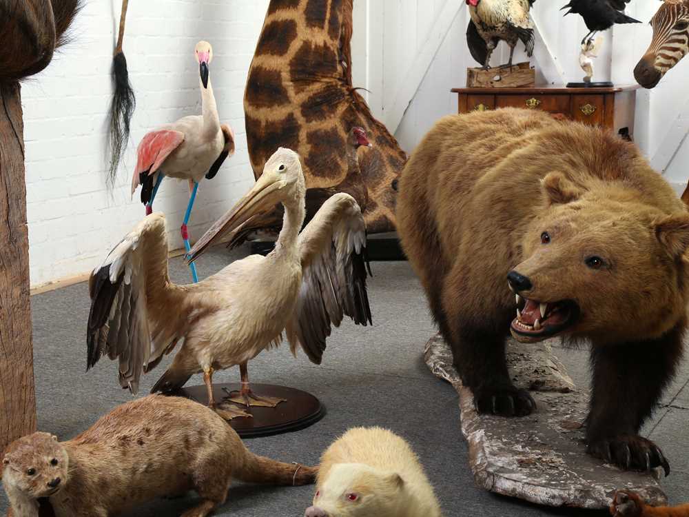Lot 163 - TAXIDERMY: GRIZZLY BROWN BEAR (URSUS ARCTOS), LATE 19TH CENTURY,  FULL MOUNT ON ALL FOURS
