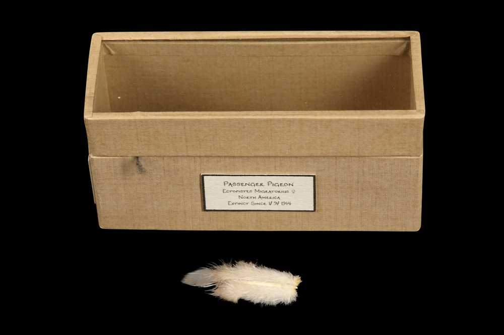 Lot 15 - RELICS FROM EXTINCT BIRDS: A FEATHER OF A MALE PASSENGER PIGEON, ECTOPISTES MIGRATORIUS