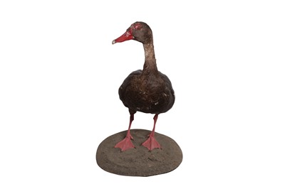 Lot 188 - TAXIDERMY: ‘THE TOXIC BIRD / POISONOUS GOOSE’ SPUR-WINGED GOOSE (PLECTROPTERUS GAMBENSIS), MODERN