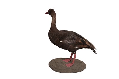 Lot 188 - TAXIDERMY: ‘THE TOXIC BIRD / POISONOUS GOOSE’ SPUR-WINGED GOOSE (PLECTROPTERUS GAMBENSIS), MODERN