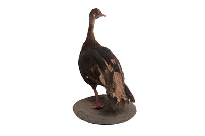 Lot 188 - TAXIDERMY: ‘THE TOXIC BIRD / POISONOUS GOOSE’ SPUR-WINGED GOOSE (PLECTROPTERUS GAMBENSIS), MODERN