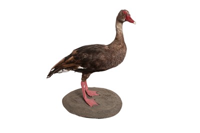Lot 188 - TAXIDERMY: ‘THE TOXIC BIRD / POISONOUS GOOSE’ SPUR-WINGED GOOSE (PLECTROPTERUS GAMBENSIS), MODERN