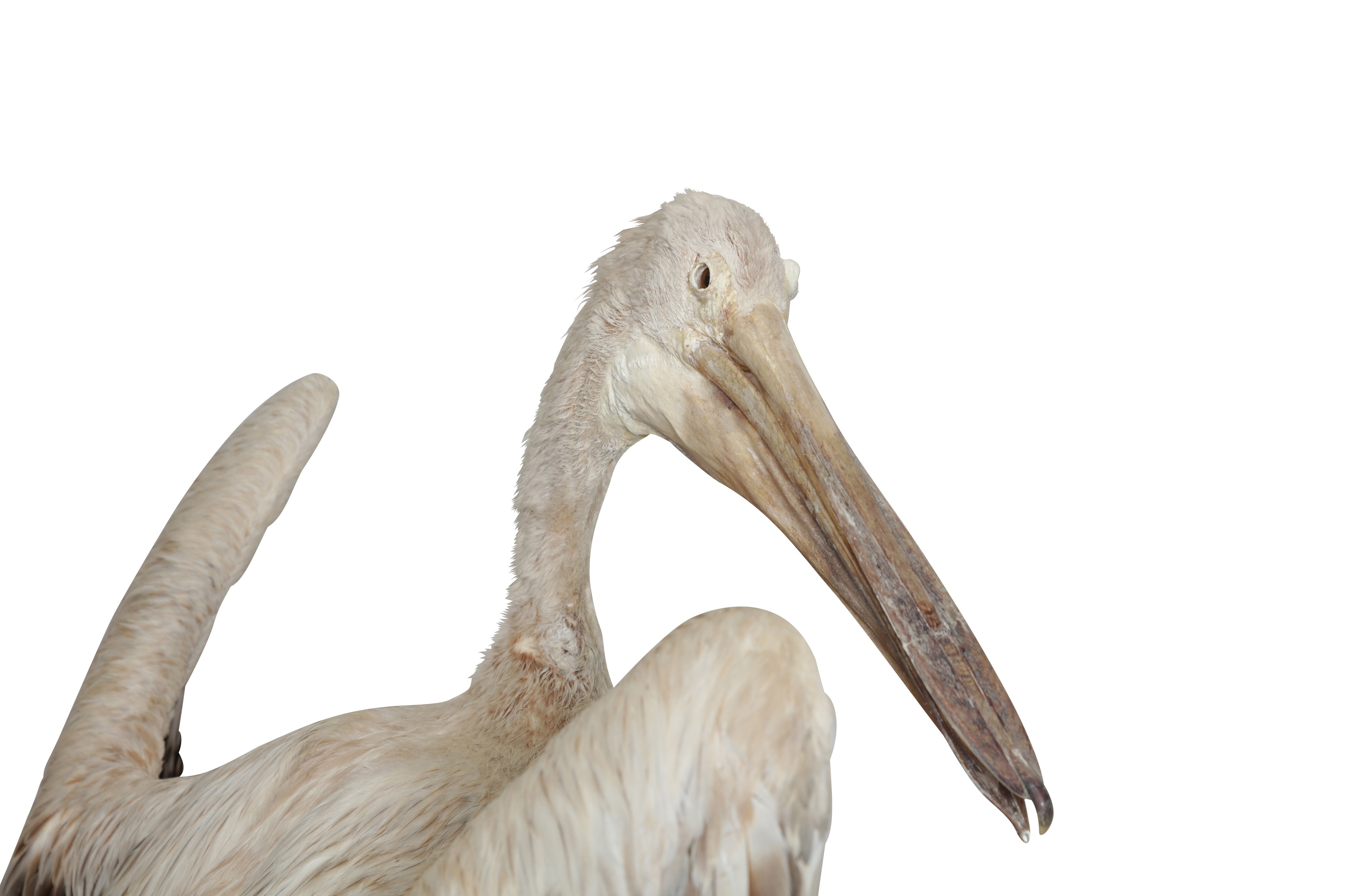 Lot 164 - TAXIDERMY: PINK-BACKED PELICAN (PELECANUS
