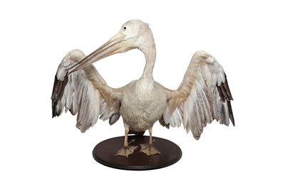 Lot 164 - TAXIDERMY: PINK-BACKED PELICAN (PELECANUS RUFESCENS), MID-LATE 20TH CENTURY