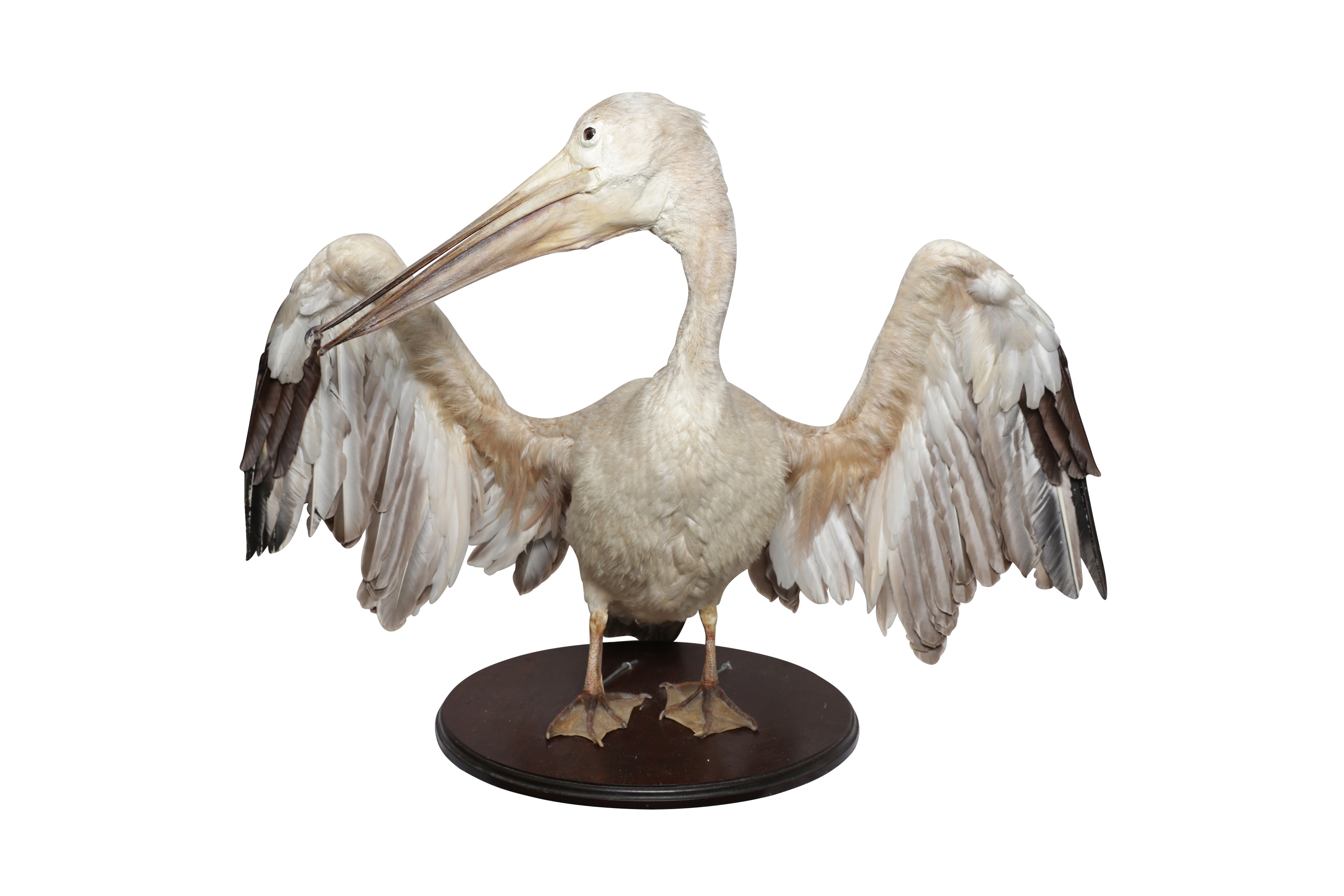 Lot 164 - TAXIDERMY: PINK-BACKED PELICAN (PELECANUS