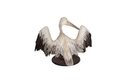 Lot 164 - TAXIDERMY: PINK-BACKED PELICAN (PELECANUS RUFESCENS), MID-LATE 20TH CENTURY