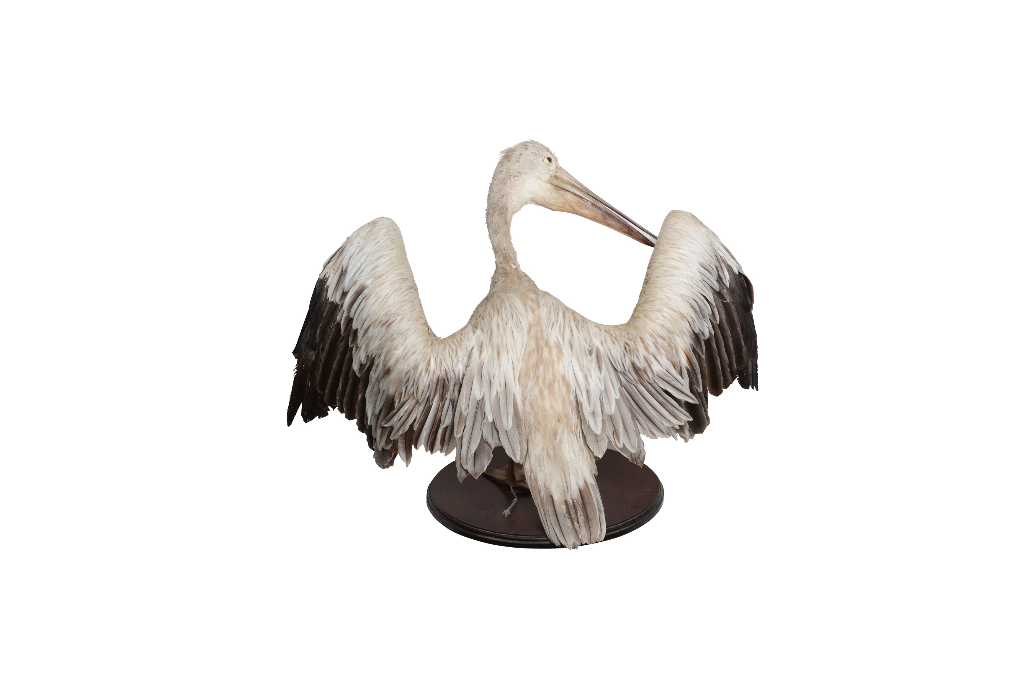 Lot 164 - TAXIDERMY: PINK-BACKED PELICAN (PELECANUS