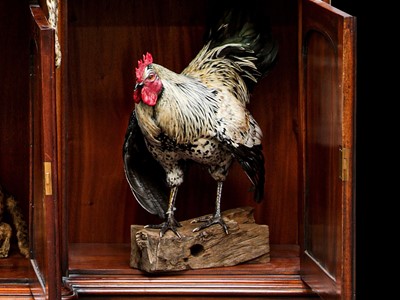 Lot 149 - TAXIDERMY: ‘COCK ON THE BLOCK’, ROOSTER (GALLUS GALLUS DOMESTICUS), MODERN