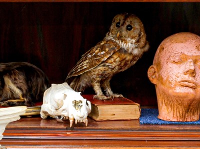 Lot 147 - TAXIDERMY: ‘THE WISE OWL’, TAWNY OWL (STRIX ALUCO), LATE 19TH CENTURY