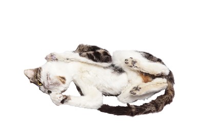 Lot 140 - TAXIDERMY: ‘CAT ON THE SHELF’ DOMESTIC CAT, (FELIS CATUS), MODERN