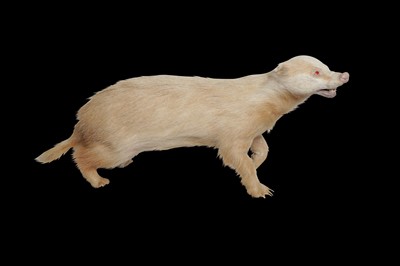 Lot 183 - TAXIDERMY: RARE ALBINO EUROPEAN BADGER (MELES MELES), MID 20TH CENTURY