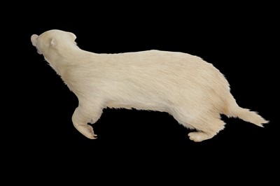 Lot 183 - TAXIDERMY: RARE ALBINO EUROPEAN BADGER (MELES MELES), MID 20TH CENTURY