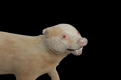 Lot 183 - TAXIDERMY: RARE ALBINO EUROPEAN BADGER (MELES MELES), MID 20TH CENTURY