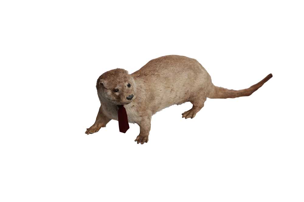 Lot 165 - TAXIDERMY: EUROPEAN OTTER (LUTRA LUTRA), EARLY 20TH CENTURY